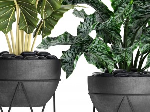 plants collection pot Modèle 3D