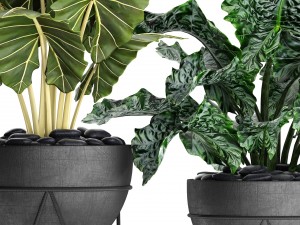 plants collection pot Modèle 3D