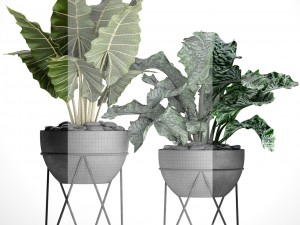 plants collection pot Modèle 3D