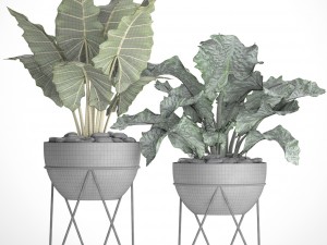 plants collection pot Modèle 3D