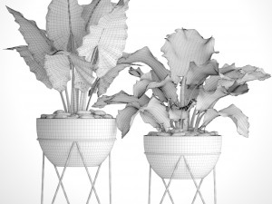 plants collection pot Modèle 3D
