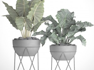 plants collection pot Modèle 3D