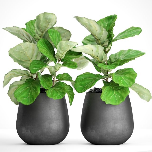 ficus lyrata trees 3D मॉडल .c4d .max .obj .3ds .fbx .stl .blend 