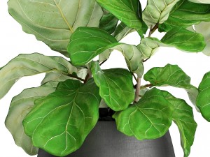 ficus lyrata trees 3D मॉडल
