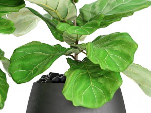 ficus lyrata trees 3D मॉडल