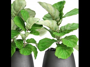 ficus lyrata trees 3D मॉडल