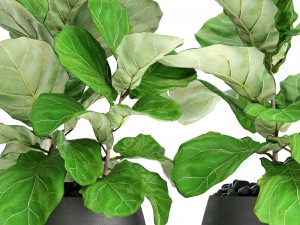 ficus lyrata trees 3D मॉडल