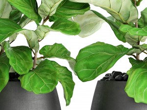 ficus lyrata trees 3D मॉडल
