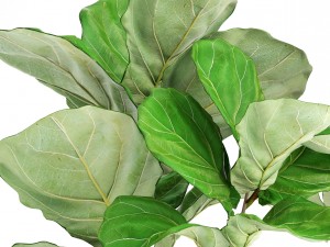ficus lyrata trees 3D मॉडल