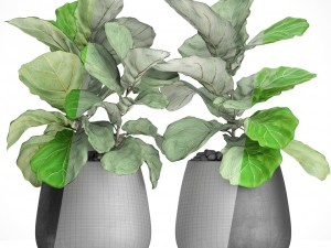 ficus lyrata trees 3D मॉडल