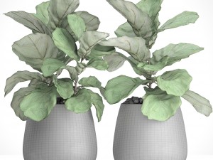 ficus lyrata trees 3D मॉडल