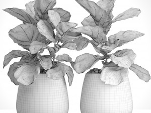ficus lyrata trees 3D मॉडल