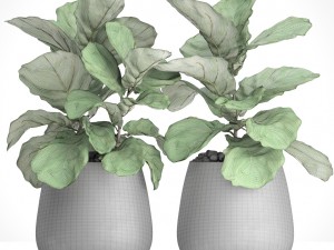 ficus lyrata trees 3D मॉडल