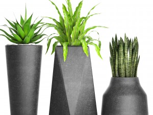 plants collection pot Modello 3D