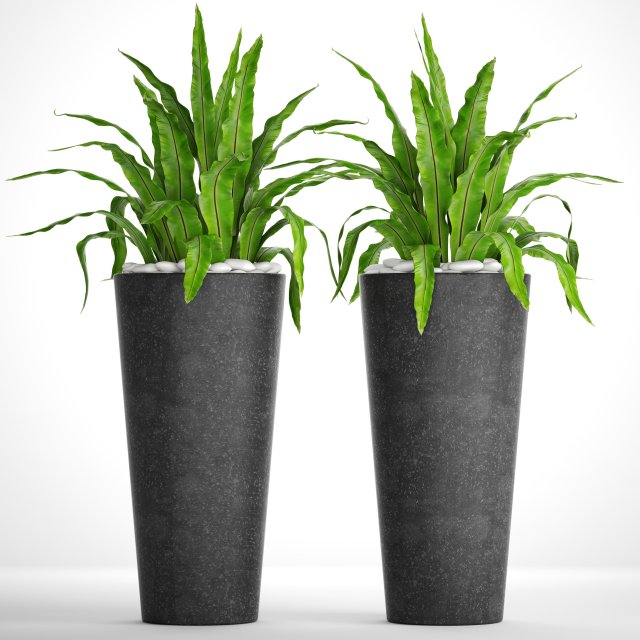 asplenium nidus 3D Модель .c4d .max .obj .3ds .fbx .stl .blend 
