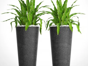 asplênio nidus Modelo 3D