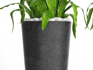 asplenium nidus 3D Model