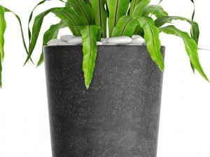asplenium nidus 3D Model