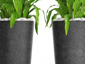 asplenium nidus 3D Model