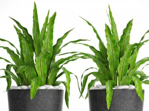 asplenium nidus 3D Model