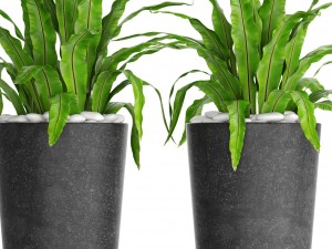 asplenium nidus 3D Модель