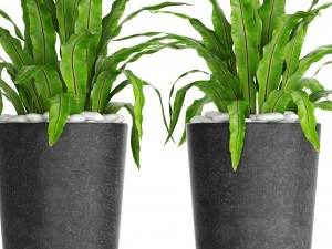 asplenium nidus 3D Model