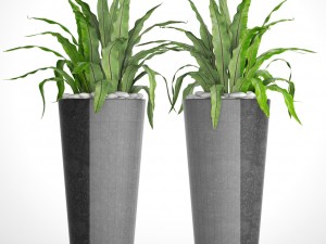 asplenium nidus 3D Модель