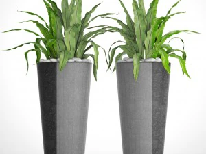 asplenium nidus 3D Model
