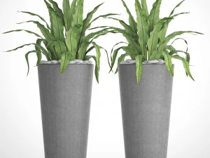 asplenium nidus 3D Model