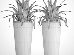 asplenium nidus 3D Model