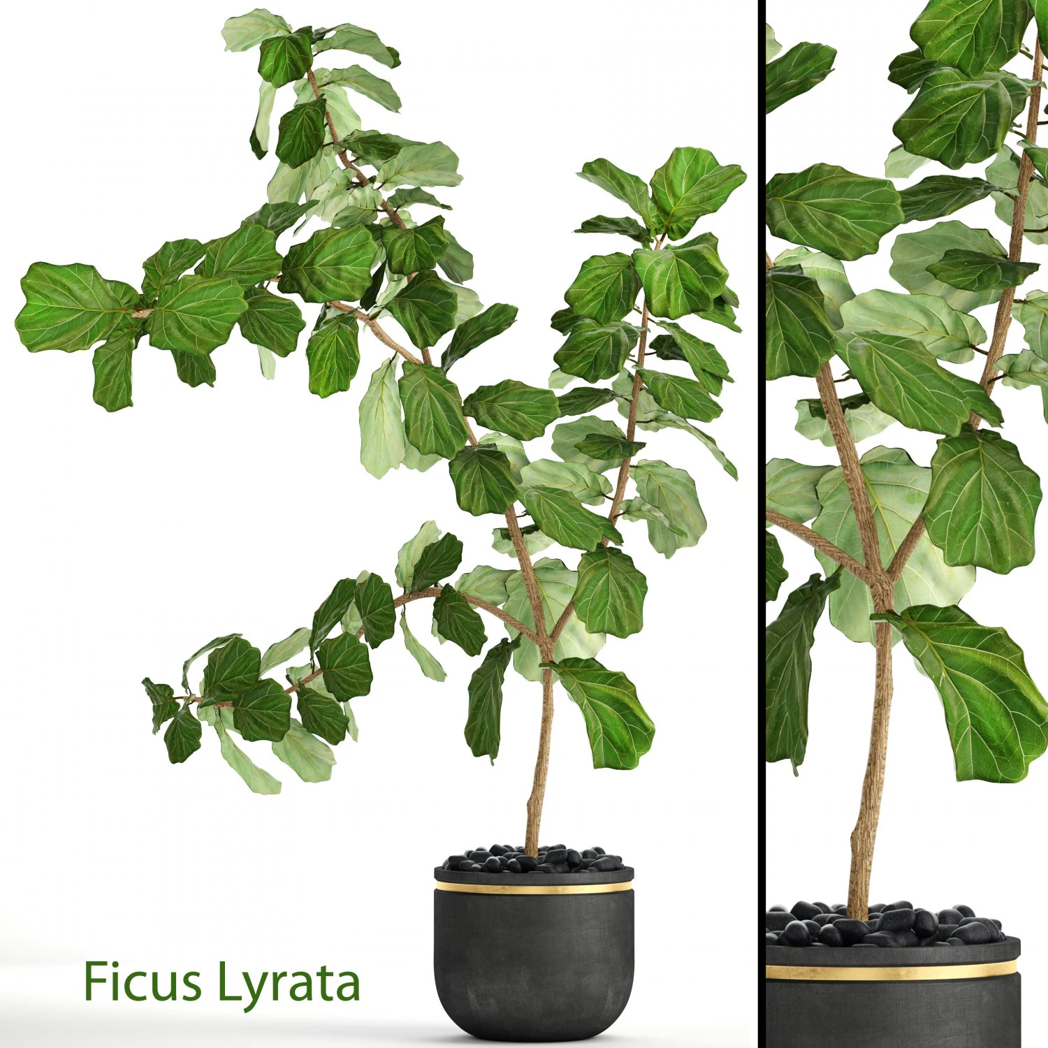 ficus lyrata trees 3D Model .c4d .max .obj .3ds .fbx .stl .blend 