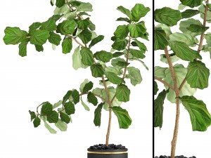 ficus lyrata trees 3D 모델