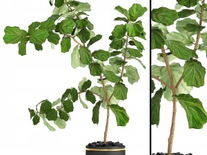 イチジクの木 3Dモデル