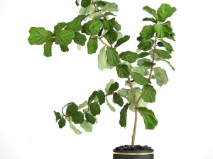 ficus lyrata trees Modello 3D