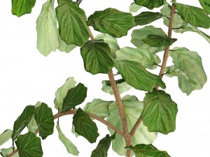 ficus lyrata trees Modello 3D