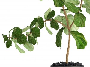 ficus lyrata trees Modello 3D