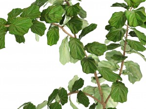 ficus lyrata trees Modello 3D