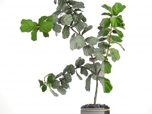 ficus lyrata trees Modello 3D