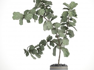 ficus lyrata trees Modello 3D