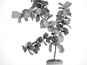 ficus lyrata trees Modello 3D