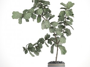 ficus lyrata trees Modello 3D