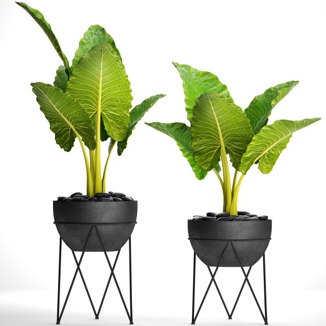 alocasia macrorrhiza 3D Model .c4d .max .obj .3ds .fbx .stl .blend 