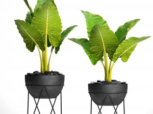 alocasia macrorrhiza 3D Model