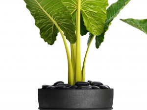 alocasia macrorrhiza 3D Model