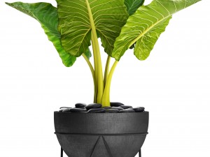 alocasia macrorrhiza 3D Model