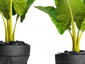 alocasia macrorrhiza 3D Model