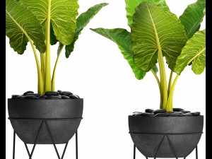 alocasia macrorrhiza 3D Model