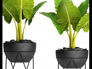 alocasia macrorrhiza 3D Model