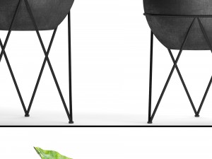 alocasia macrorrhiza 3D Model
