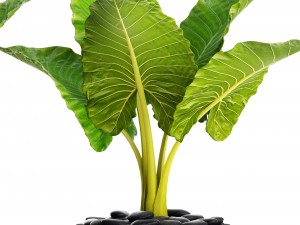 alocasia macrorrhiza 3D Model